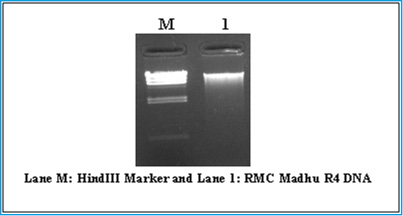 Figure 1: Organoleptic score for overall acceptability of chilled stored vacuum packed catla fish steaks