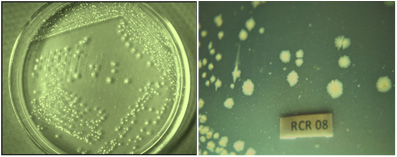 Figure 1: Colony morphology of potent EPS producing bacterial isolate Bacillus cereus RCR 08 endophytic to root tissues of Ricinus communis L. in mineral salts agar plate 
