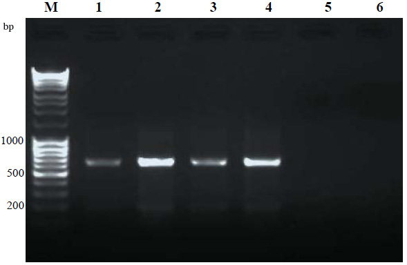 PCR amplification of microsporidia DNA (~650bp). M: Molecular weight marker, Lane 1&2: DNA from microsporidia infected B. mori larvae, day 4 and 8 p.i., respectively; Lane 3&4: DNA from microsporidia infected A. mylitta larvae day 4 and 8 p.i. Lane 5&6: DNA from uninfected B. mori and mulberry leaves, respectively, were used as controls.