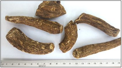Figure 1: The dried roots of Saussurea costus