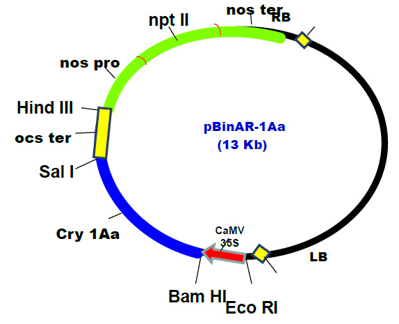 (a) The detailed diagram of binary vector pBin AR-1Aa containing cryIAa (insect resistance) gene along with npt-II (kanamycin resistance) gene for selection in both bacteria and plant. (b) Schematic diagram of gene construct: T-DNA of pBinAR-1Aa containing transcriptional fusion of CaMV 35S promoter with the coding region of cryIAa gene and NOS promoter with the coding region of npt-II gene.