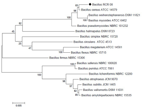 Figure 2: Phylogenetic relationship of Bacillus RCR 08 endophytic to Ricinus communis L. with closely allied Bacillus spp. based on 16S rDNA sequence analysis 