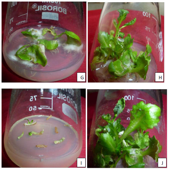 (Continued). (g) Cotyledon explants showing callus initiation on selective medium (MS basal + 2.0mg/l Kn + 0.50mg/l NAA + 500mg/l Cefotaxime) after 13 days of culturing. (h) Shoot elongation from cotyledon explants on selective medium (MS basal + 2.0mg/l Kn + 0.50mg/l NAA + 500mg/l Cefotaxime) after 45 days of culturing. (i) Hypocotyl explants showing shoot initiation on selective medium (MS basal + 1.5mg/l Kn + 0.25mg/l IAA + 500mg/l Cefotaxime) after 22 days of culturing. (j) Shoot elongation from hypocotyl explants on selective medium (MS basal + 1.5mg/l Kn + 0.25mg/l IAA + 500mg/l Cefotaxime) after 50 days of culturing.