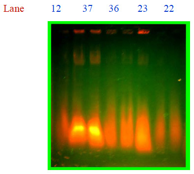 Figure 3: Purification of Metalloenzyme profile on DEAE column chromatography
