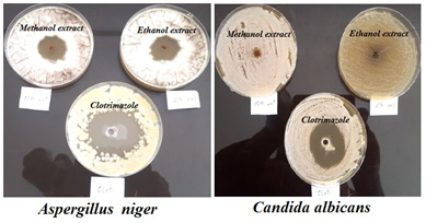 Figure 6: Comparison of Streptococcus mutans growth inhibition hallow diameter obtained by both methods for different concentrations of Heracleumpersicum, Myrtus and Lemon verbena aqueous extracts