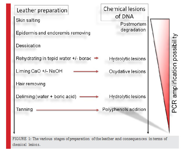 Figure 1: The various stages of preparation of the leather and consequences in terms of chemical lesions.