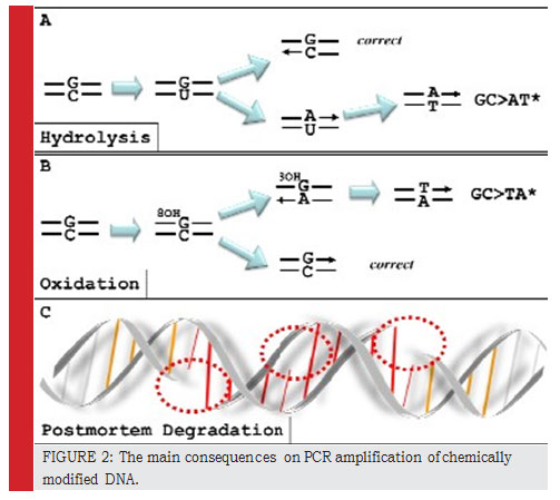 Figure 2: The main consequences on PCR amplification of chemically modified DNA.