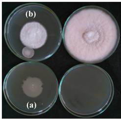 Figure 3: Detection of volatile metabolite production of rhizospheric isolate RLS102 against Fusarium oxysporum f.sp. vasinfectum (a) Control (b) Test