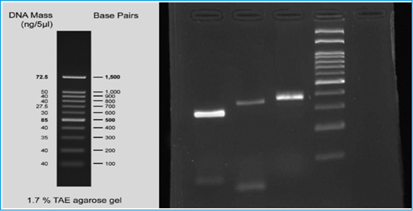 RT-PCR test results for specific genes expression of omentum stem cells. Cellular plates were measured every two days which are as follows