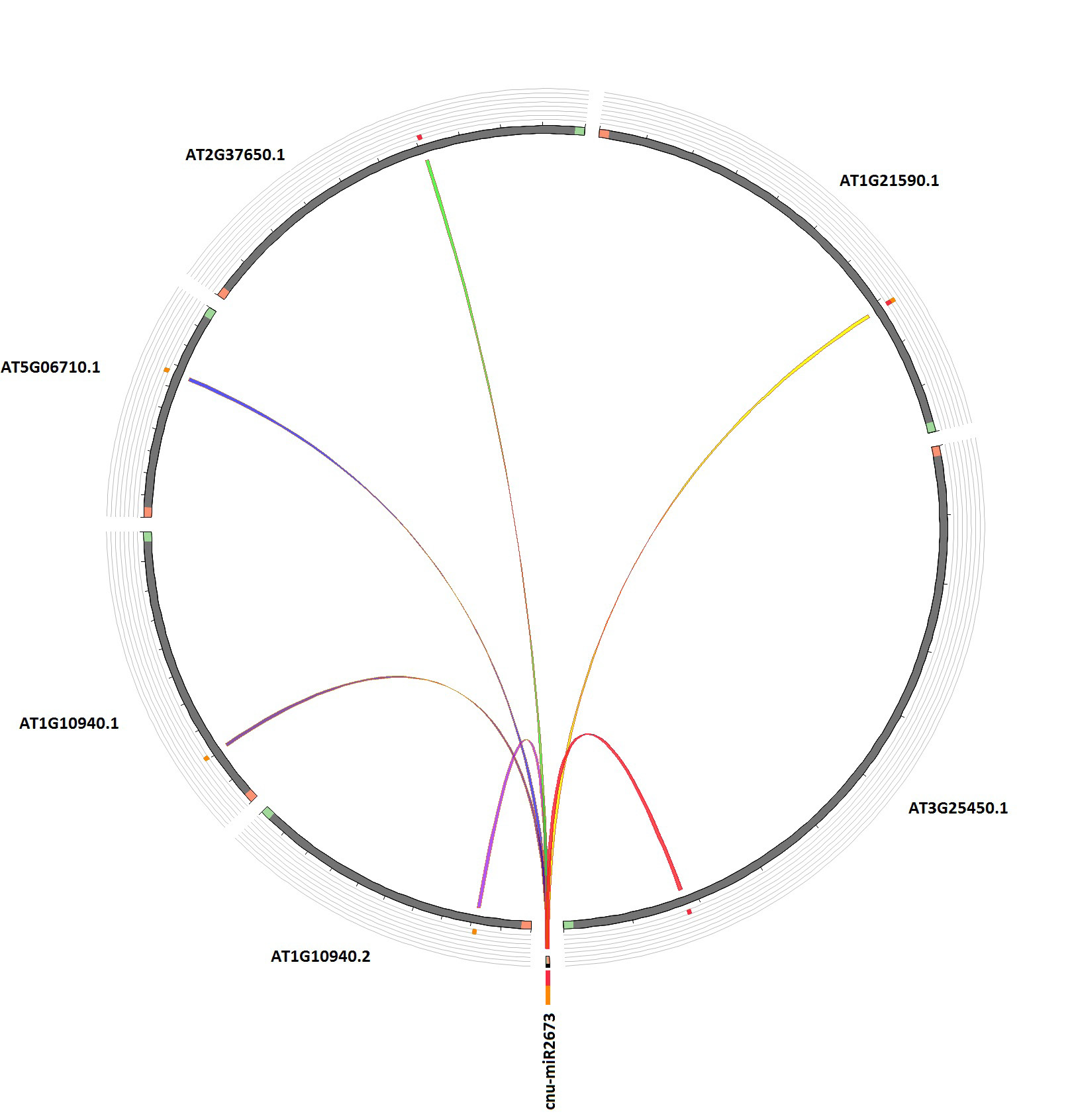 Figure 4: Circos plot showing Cnu-miR2673 and its target genes: The coloured ribbons indicate the genes targeted by the coconut microRNA. The labels represent the target genes flanked by green (start of the target sequence) and orange (end of target sequence) blocks