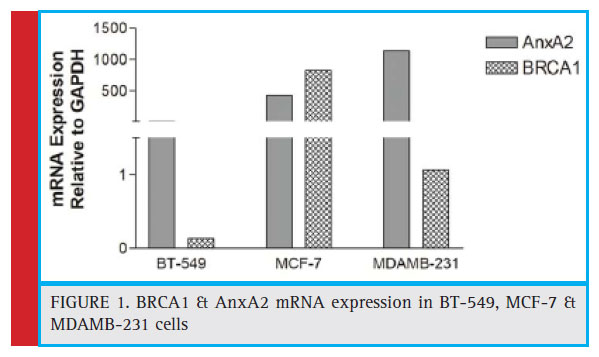 BRCA1 & AnxA2 mRNA expression in BT-549, MCF-7 & MDAMB-231 cells