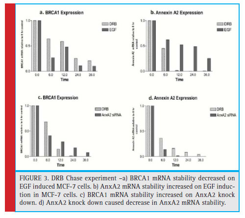 DRB Chase experiment –a) BRCA1 mRNA stability decreased on EGF induced MCF-7 cells. b) AnxA2 mRNA stability increased on EGF induction in MCF-7 cells. c) BRCA1 mRNA stability increased on AnxA2 knock down. d) AnxA2 knock down caused decrease in AnxA2 mRNA stability.