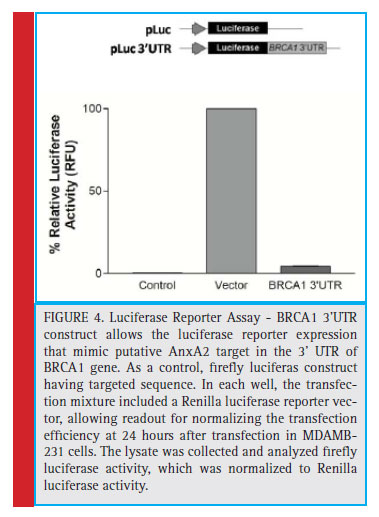 Luciferase Reporter Assay - BRCA1 3’UTR construct allows the luciferase reporter expression that mimic putative AnxA2 target in the 3’ UTR of BRCA1 gene. As a control, fi refl y luciferas construct having targeted sequence. In each well, the transfection mixture included a Renilla luciferase reporter vector, allowing readout for normalizing the transfection effi ciency at 24 hours after transfection in MDAMB- 231 cells. The lysate was collected and analyzed fi refl y luciferase activity, which was normalized to Renilla luciferase activity.