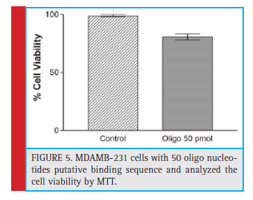 MDAMB-231 cells with 50 oligo nucleotides putative binding sequence and analyzed the cell viability by MTT.