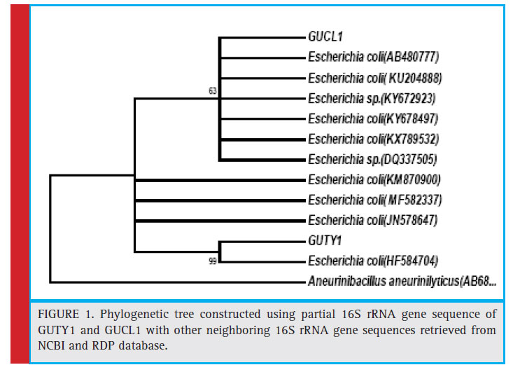 Phylogenetic tree constructed using partial 16S rRNA gene sequence of GUTY1 and GUCL1 with other neighboring 16S rRNA gene sequences retrieved from NCBI and RDP database.