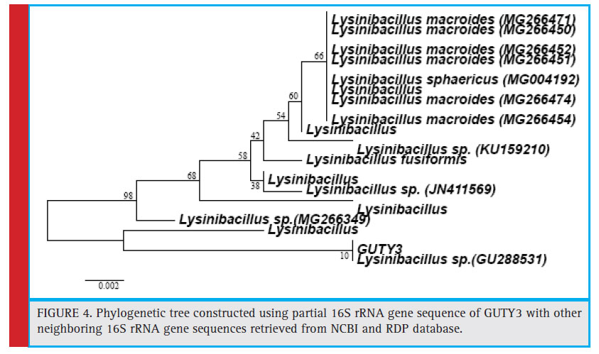 Phylogenetic tree constructed using partial 16S rRNA gene sequence of GUTY3 with other neighboring 16S rRNA gene sequences retrieved from NCBI and RDP database.