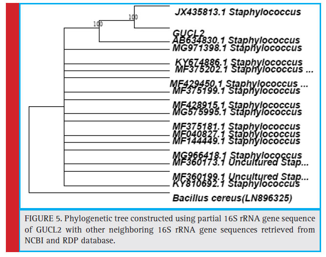 Phylogenetic tree constructed using partial 16S rRNA gene sequence of GUCL2 with other neighboring 16S rRNA gene sequences retrieved from NCBI and RDP database.