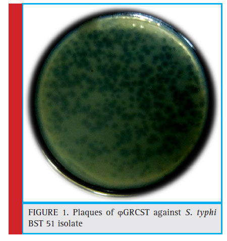 Plaques of GRCST against S. typhi BST 51 isolate
