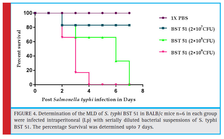 Determination of the MLD of S. typhi BST 51 in BALB/c mice n=6 in each group were infected intraperitoneal (I.p) with serially diluted bacterial suspensions of S. typhi BST 51. The percentage Survival was determined upto 7 days.