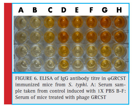ELISA of IgG antibody titre in GRCST immunized mice from S. typhi. A: Serum sample taken from control induced with 1X PBS B-F: Serum of mice treated with phage GRCST