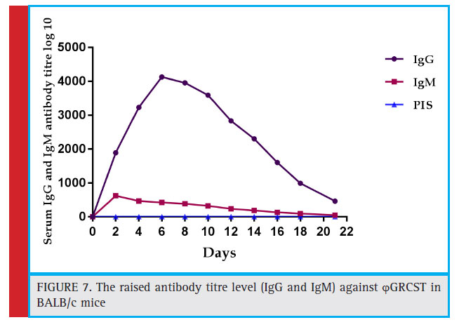 The raised antibody titre level (IgG and IgM) against GRCST in BALB/c mice