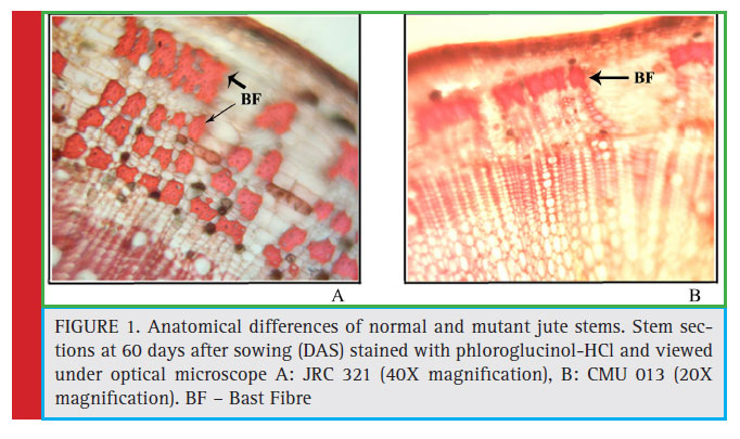 Anatomical differences of normal and mutant jute stems. Stem sections at 60 days after sowing (DAS) stained with phloroglucinol-HCl and viewed under optical microscope A: JRC 321 (40X magnifi cation), B: CMU 013 (20X magnifi cation). BF – Bast Fibre
