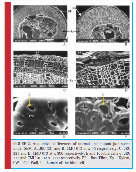 Anatomical differences of normal and mutant jute stems under SEM. A: JRC 321 and B: CMU 013 at x 40 respectively; C: JRC 321 and D: CMU 013 at x 300 respectively. E and F: Fibre cells of JRC 321 and CMU 013 at x 5000 respectively. BF – Bast Fibre, Xy – Xylem, CW – Cell Wall, L – Lumen of the fi bre cell.