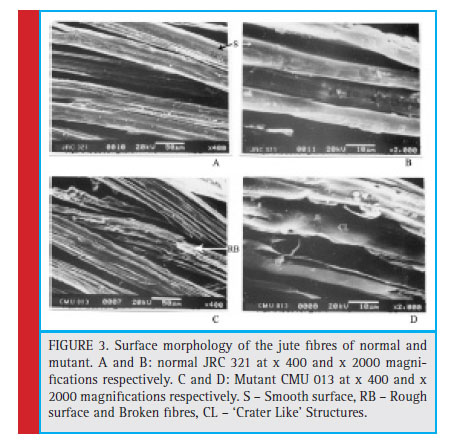 Surface morphology of the jute fi bres of normal and mutant. A and B: normal JRC 321 at x 400 and x 2000 magnifi cations respectively. C and D: Mutant CMU 013 at x 400 and x 2000 magnifi cations respectively. S – Smooth surface, RB – Rough surface and Broken fi bres, CL – ‘Crater Like’ Structures.