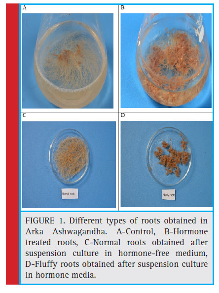 Different types of roots obtained in Arka Ashwagandha. A-Control, B-Hormone treated roots, C-Normal roots obtained after suspension culture in hormone-free medium, D-Fluffy roots obtained after suspension culture in hormone media.