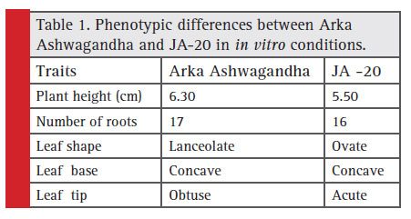 Phenotypic differences between Arka Ashwagandha and JA-20 in in vitro conditions