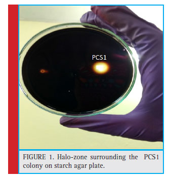 Halo-zone surrounding the PCS1 colony on starch agar plate.