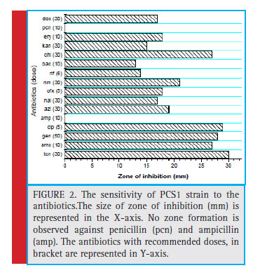 The sensitivity of PCS1 strain to the antibiotics.The size of zone of inhibition (mm) is represented in the X-axis. No zone formation is observed against penicillin (pcn) and ampicillin (amp). The antibiotics with recommended doses, in bracket are represented in Y-axis.