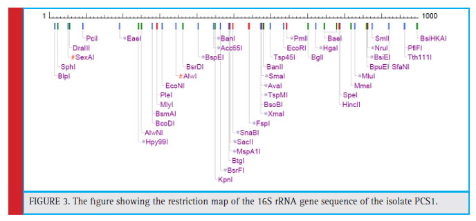 Figure 3: The fi gure showing the restriction map of the 16S rRNA gene sequence of the isolate PCS1.