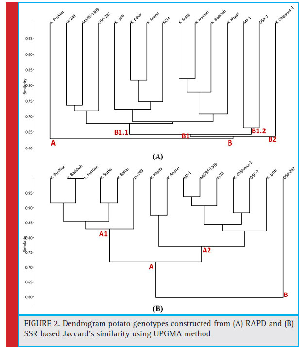 Figure 2: Dendrogram potato genotypes constructed from (A) RAPD and (B) SSR based Jaccard’s similarity using UPGMA method