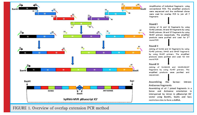 Figure 1: Overview of overlap extension PCR method
