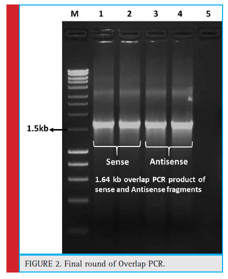 Figure 2: Final round of Overlap PCR.