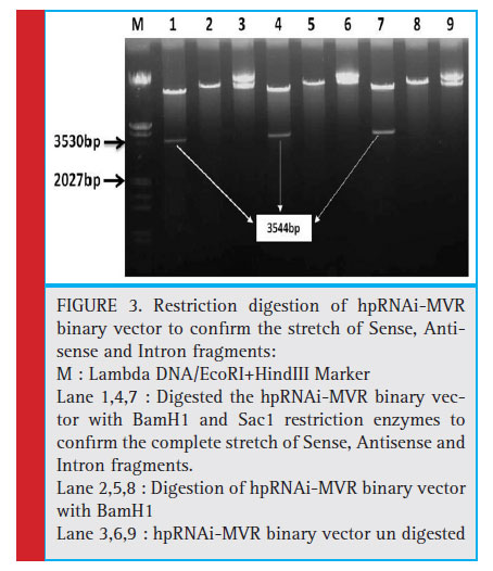 Restriction digestion of hpRNAi-MVR binary vector to confi rm the stretch of Sense, Antisense and Intron fragments: M : Lambda DNA/EcoRI+HindIII Marker Lane 1,4,7 : Digested the hpRNAi-MVR binary vector with BamH1 and Sac1 restriction enzymes to confi rm the complete stretch of Sense, Antisense and Intron fragments. Lane 2,5,8 : Digestion of hpRNAi-MVR binary vector with BamH1 Lane 3,6,9 : hpRNAi-MVR binary vector un digested