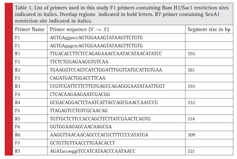 List of primers used in this study F1 primers containing Bam H1/Sac1 restriction sites indicated in italics. Overlap regions indicated in bold letters. R7 primer containing SexA1 restriction site indicated in italics.