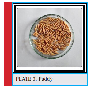 Plate 3: Paddy