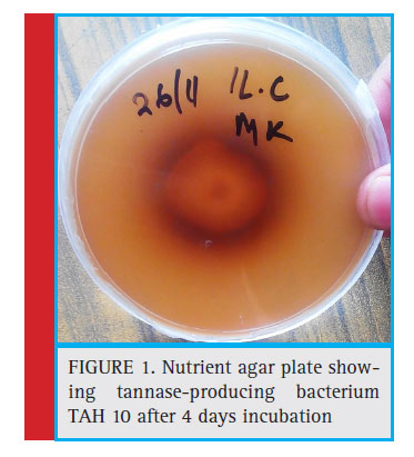 Nutrient agar plate showing tannase-producing bacterium TAH 10 after 4 days incubation
