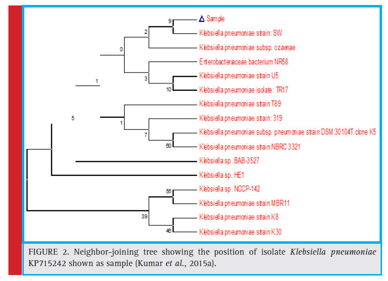Neighbor-joining tree showing the position of isolate Klebsiella pneumoniae KP715242 shown as sample (Kumar et al., 2015a).
