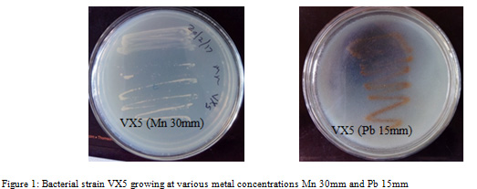 Figure 1: Bacterial strain VX5 growing at various metal concentrations Mn 30mm and Pb 15mm