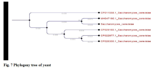Fig. 7 Phylogeny tree of yeast