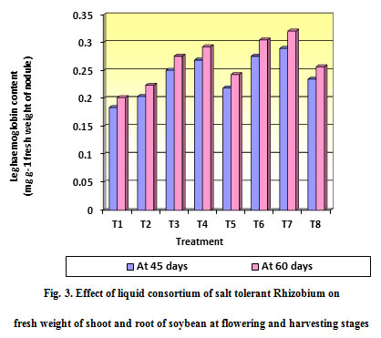 Fig. 3. Effect of liquid consortium of salt tolerant Rhizobium on fresh weight of shoot and root of soybean at flowering and harvesting stages