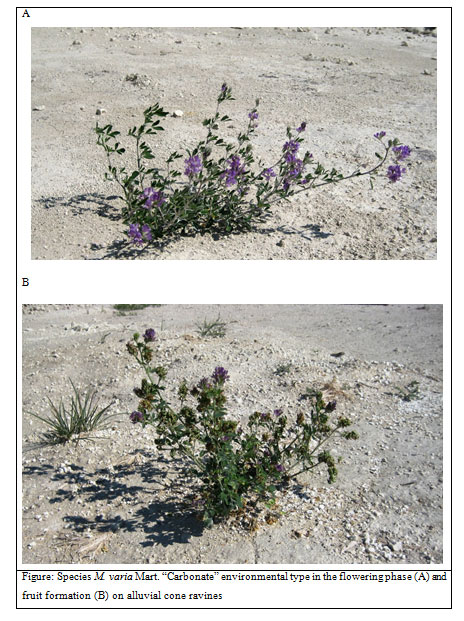 Figure: Species M. varia Mart. “Carbonate” environmental type in the flowering phase (А) and fruit formation (B) on alluvial cone ravines
