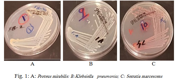 Fig. 1: A: Proteus mirabilis: B: Klebsiella pneumonia; C: Serratia marcescens