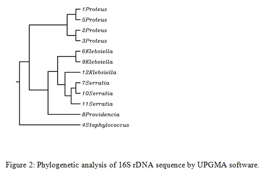 Figure 2: Phylogenetic analysis of 16S rDNA sequence by UPGMA software
