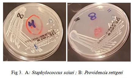 Fig 3. A: Staphylococcus sciuri ; B: Providencia rettgeri