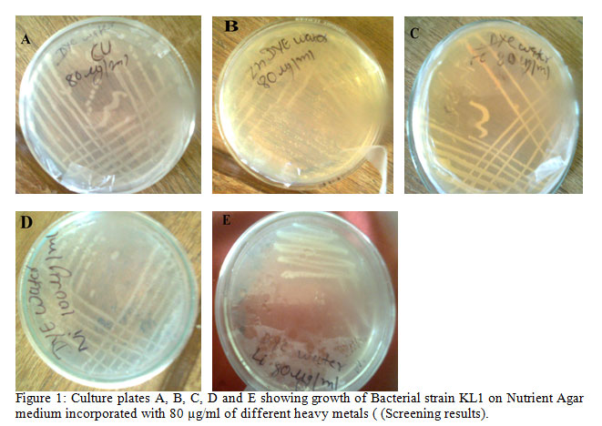 Figure 1: Culture plates A, B, C, D and E showing growth of Bacterial strain KL1 on Nutrient Agar medium incorporated with 80 µg/ml of different heavy metals ( (Screening results).