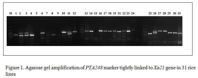 Figure 1: Agarose gel amplification of PTA248 marker tightly linked to Xa21 gene in 31 rice lines